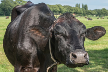 Black cow looks at you curiously