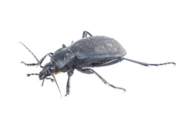 Black beetle on a white background