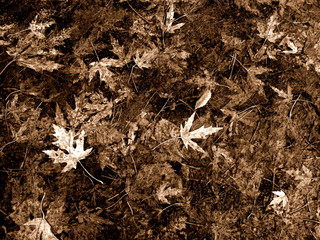 Fallen leaves in Autumn