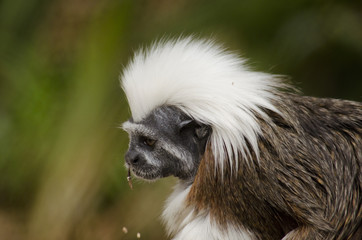 cotton top tamarin