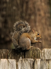 Squirrel centered on wood fence eating nut as a misty fantasy background in warm colors floats behind him, Portrait