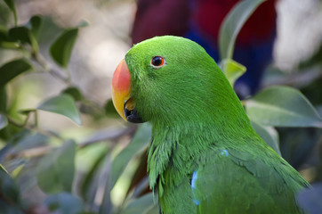 electus parrot