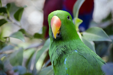 electus parrot