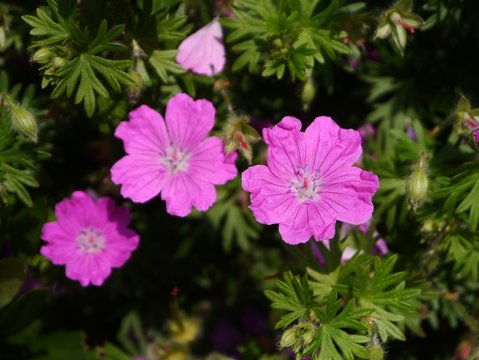 Drei rosa Bl&uuml;ten