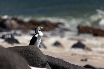 Fototapeta premium Australasian darter or Australian darter 