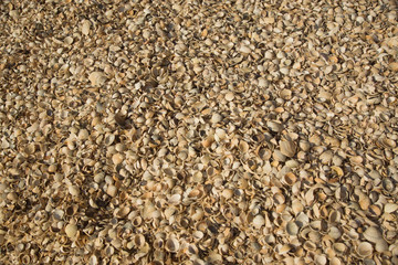  Seashell background. Azov sea. Dolzhanskaya Spit