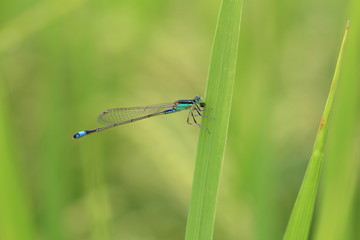 Blue damselfly in rice field in Japan