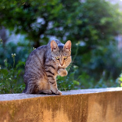 Brown tabby cat grooming her paw in the garden. Selective focus.