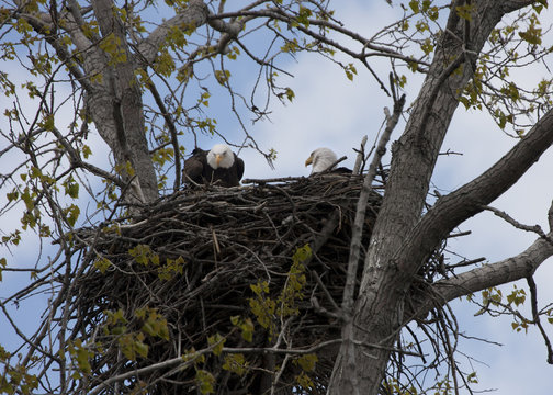 Eaglets in nest