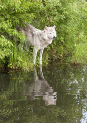 Obraz na płótnie Canvas Peaceful Wolf Reflection