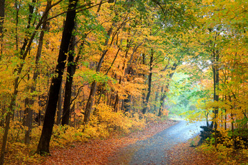 Biking trail through autumn trees