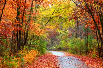 Fotobehang Warm oranje Prachtig alMooi steegje in kleurrijke herfsttijdley in kleurrijke herfsttijd