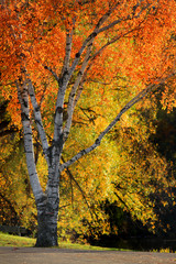 Close up shot of bright autumn trees