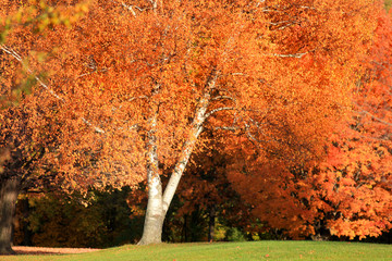 Bright orange leaves in autumn tree
