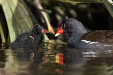 Common Moorhen, Moorhen, Gallinula chloropus - Nestling.