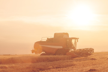wheat field at sunset in backlight with a combine harvester in a