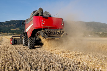 Fototapeta premium wheat field in Apulia with a combine harvester in action