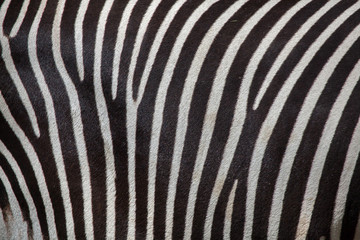 Grevy's zebra (Equus grevyi).