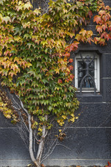 Fototapeta na wymiar Boston ivy growing on concrete wall with small window in autumn 