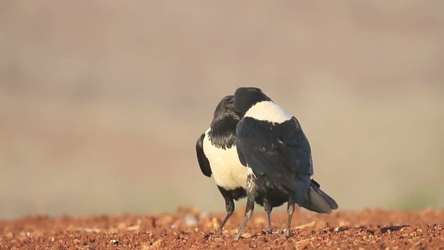 Pied crow, Corvus albus, two birds feeding each other, South Africa, August 2016