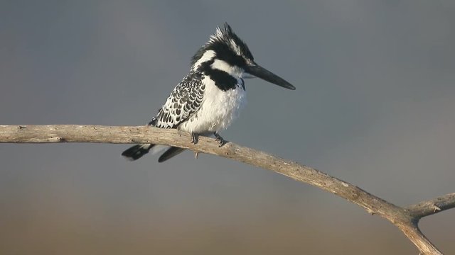 Pied kingfisher, Ceryle rudis, single bird on branch, South Africa, August 2016