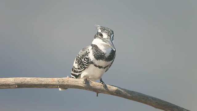 Pied kingfisher, Ceryle rudis, single bird on branch, South Africa, August 2016