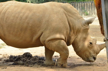 코뿔소 이미지