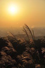 朝日に輝くススキ