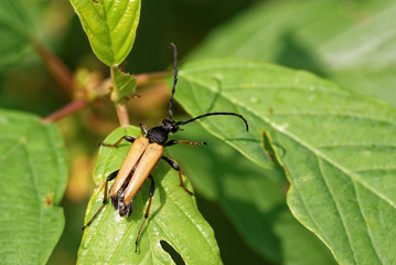 Longhorned beetle