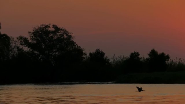 stork flying over a river at the sunset backlit slow motion