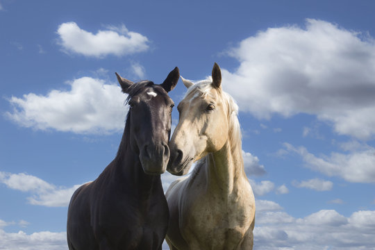 horizontal image of a black and a tan coloured horse standing side by side rubbing their noses together in a loving gesture standing against a beautiful blue sky with white clouds floating by
