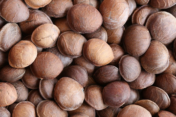 Legumes of Sacha inchi or Inca peanut.