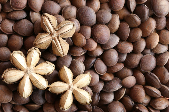 Legumes of Sacha inchi or Inca peanut.