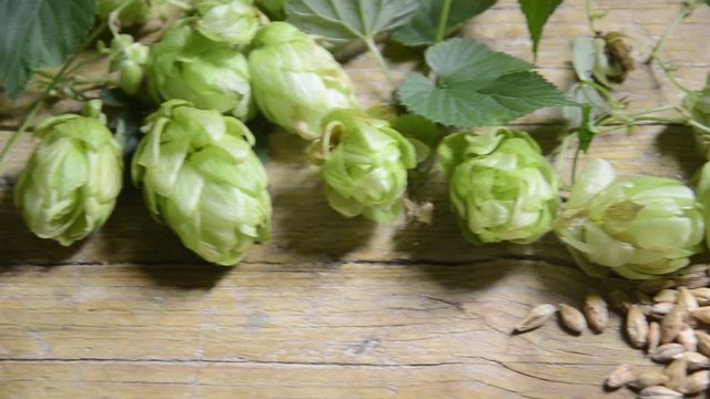 Humulus lupulus L&uacute;pulo Солод Malto Sł&oacute;d Luppolo Piwo Malta Malt Saaz Malț Malz Hop Echter Hopfen Cebada malteada Хмель обыкновенный Chmiel Bere zwyczajny Beer Hamei Birra Пиво Cerveza Pilsner Bier