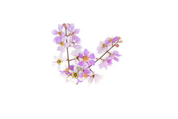 Fototapeta premium Lagerstroemia floribunda Purple flower (Cananga odorata) Annonaceae,on white background.