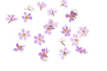 Fototapeta na wymiar Lagerstroemia floribunda Purple flower (Cananga odorata) Annonaceae,on white background.