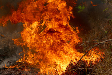 Summer wildfires burning in the Forest at rural area of Khon Kae