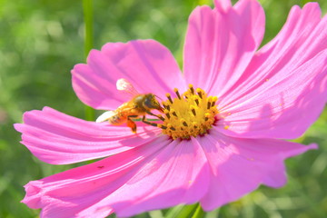昭和記念公園のコスモス祭り