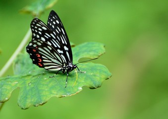 美しい蝶　-　あかぼし