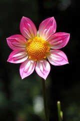 ダリア（アルペンダイヤモンド）