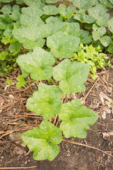 Leaves of Kabocha