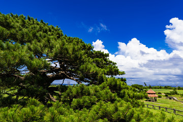 Fototapeta na wymiar Ryukyu pine, landscape. Okinawa, Japan, Asia.
