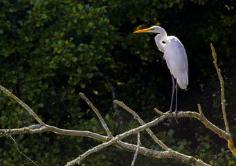 Great egret on thlarge egret or great white herone sky