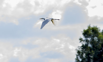 Great egret on thlarge egret or great white herone sky