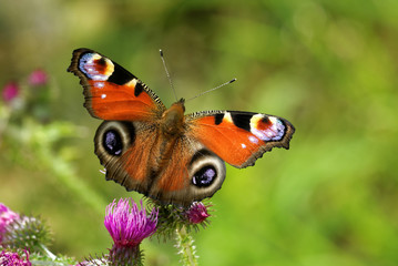 Peacock butterfly