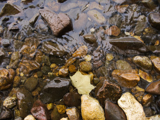 落ち葉の沈む湖畔