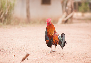 cockfight on the ground