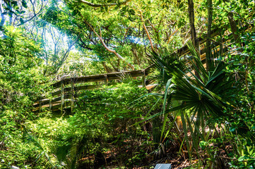 stairs in a mangrove forest