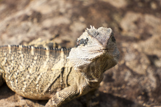 Australian Bearded Dragon Lizard sunning itself