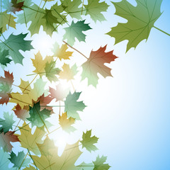 Illustration autumn motif. Maple leaves. Vector background